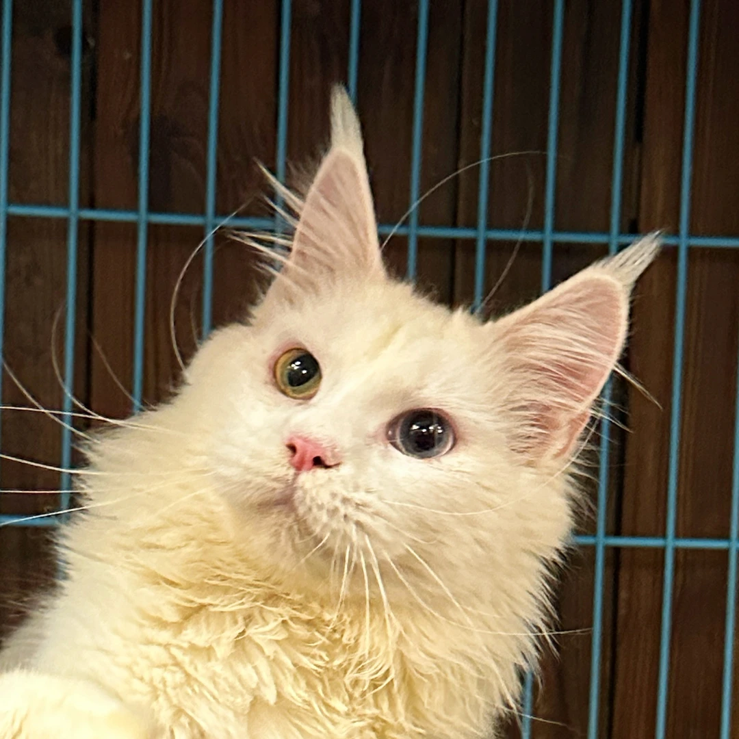 来了姊妹-纯白异瞳缅因猫-妹妹-81