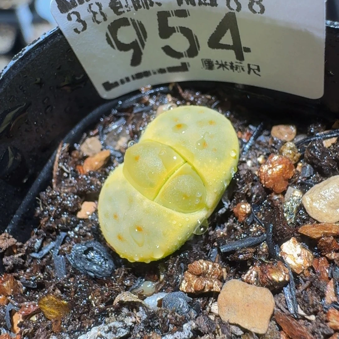 zzzzz生石花肉锥954