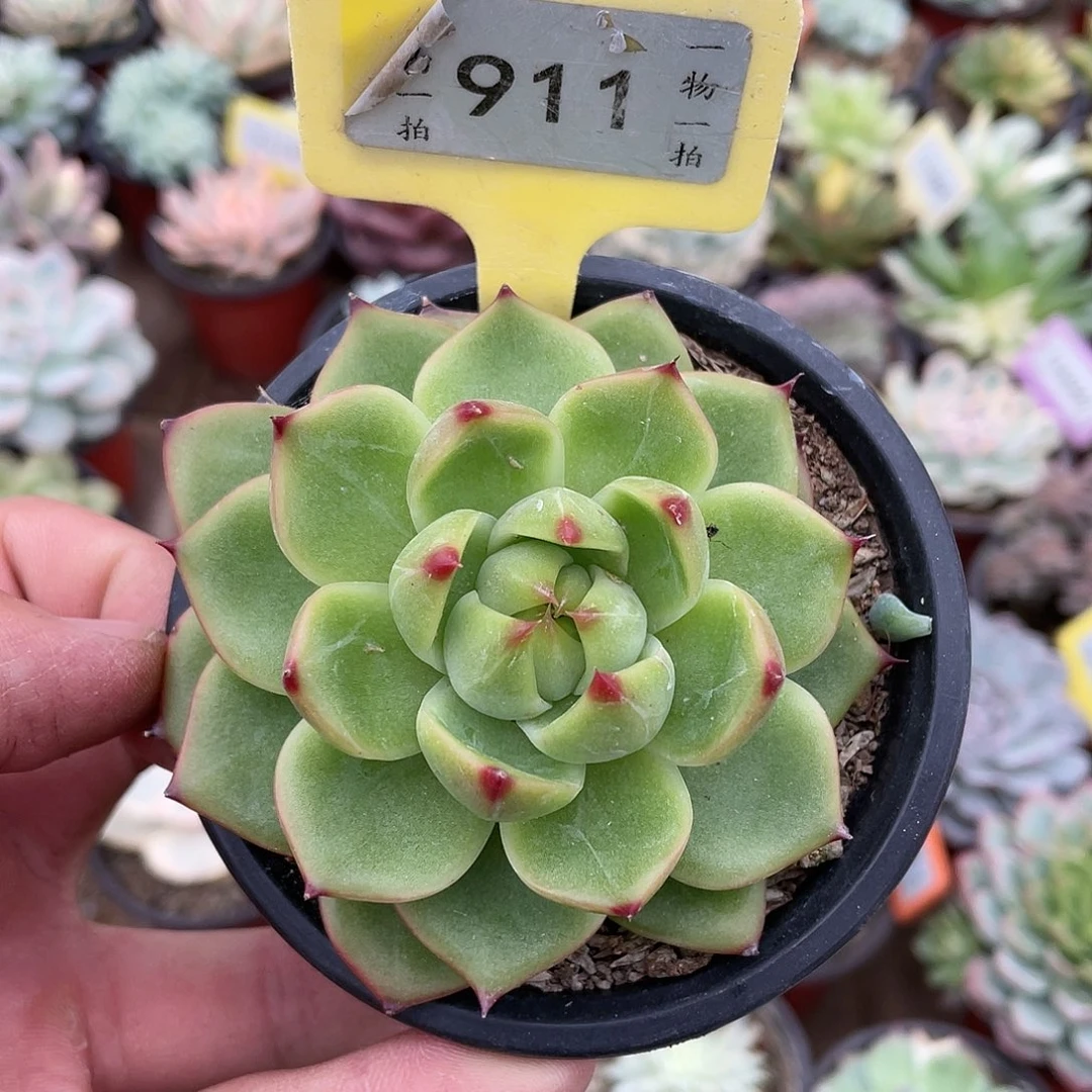 ，嗯呢911号正啊培训