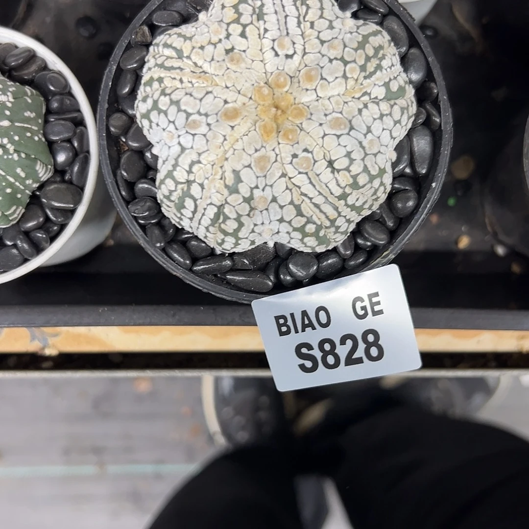 开***心S828号兜仙人球多肉