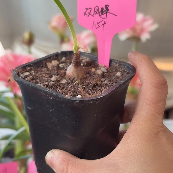 无花朵双凤蝶朱顶红直径1.5