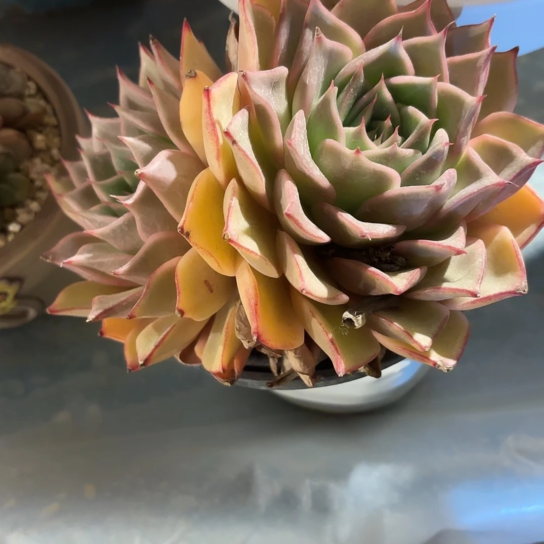 多肉植物啦啦啦啦啦