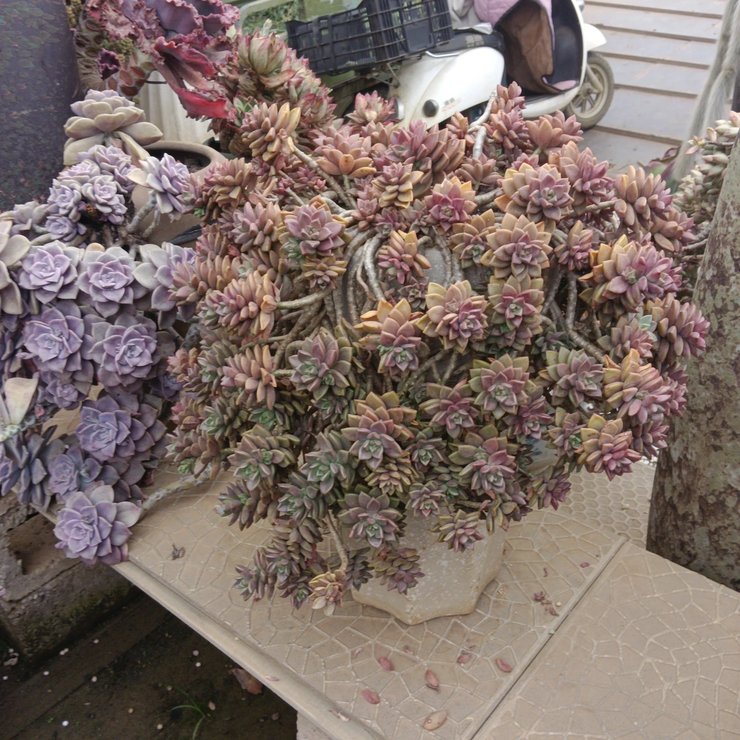 多肉植物姬胧月群