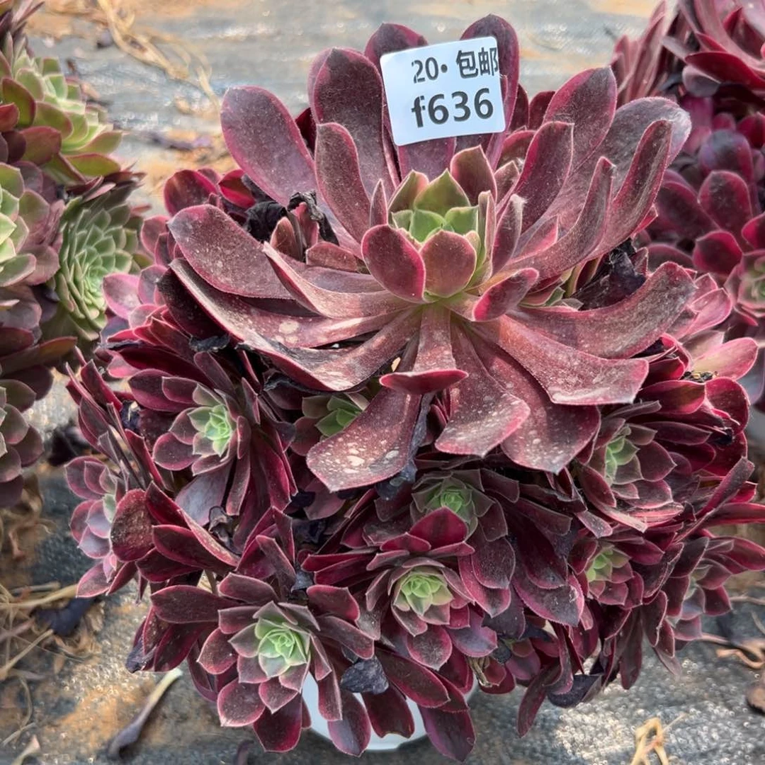 陳***彦636金丝雀，满20包邮