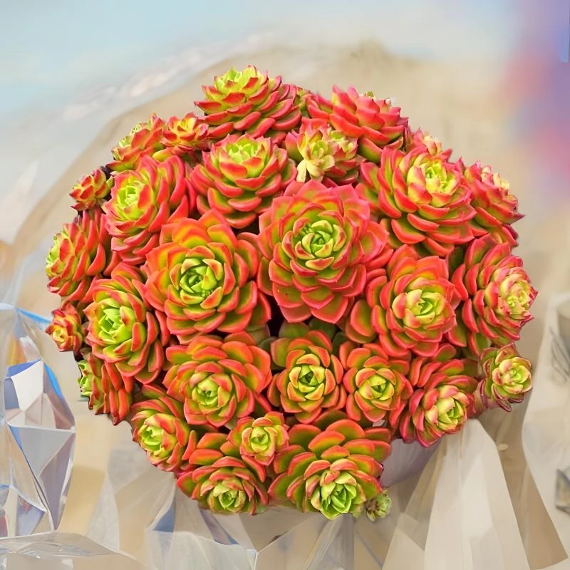 L大盆火焰玫瑰 冠幅16-20cm 喜阳耐旱越晒越红好养多肉 新手必入