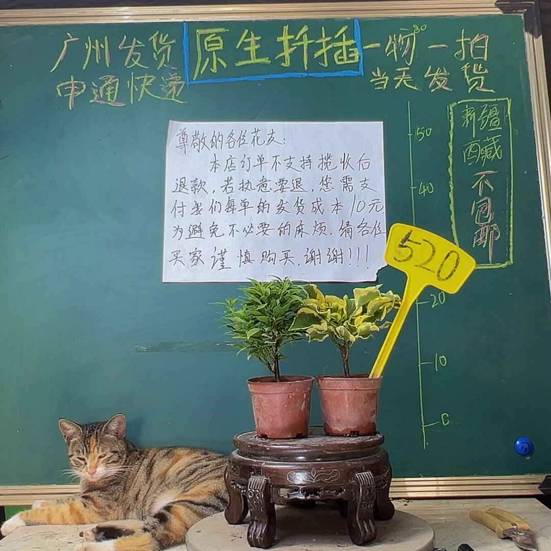 当前无花栽培后可以开花塔紫蝶掌中宝 中国丽人掌中宝520