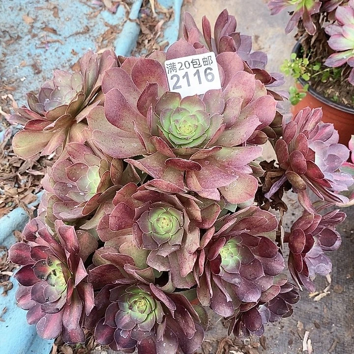 2116 一颗青城中班法师