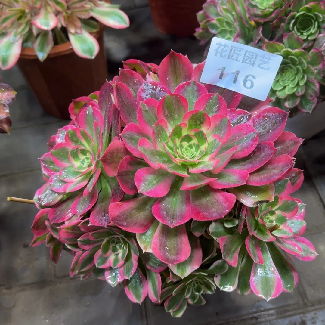 小*泡多肉植物116妖月