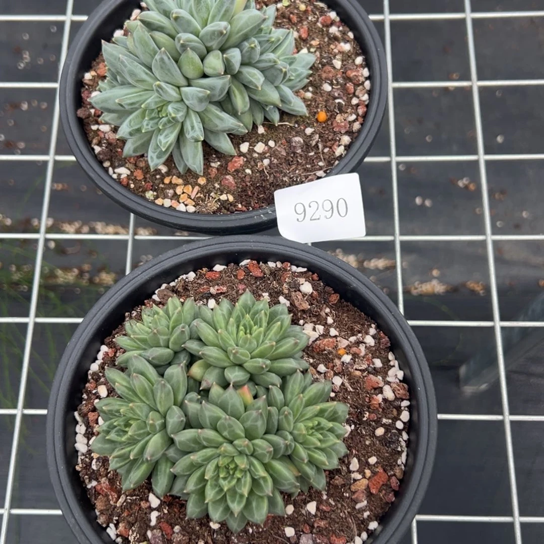 晴*?9289 9290不帮整肉肉肉肉肉肉