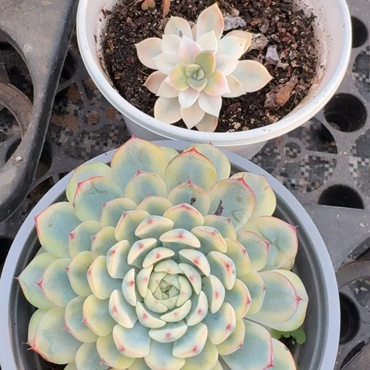 一组价格一物一拍
