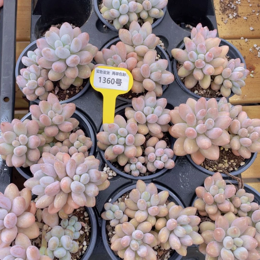 1360号 汤圆大群生一个带盆土