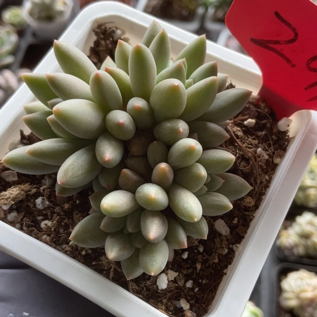 291水晶球多肉植物保护