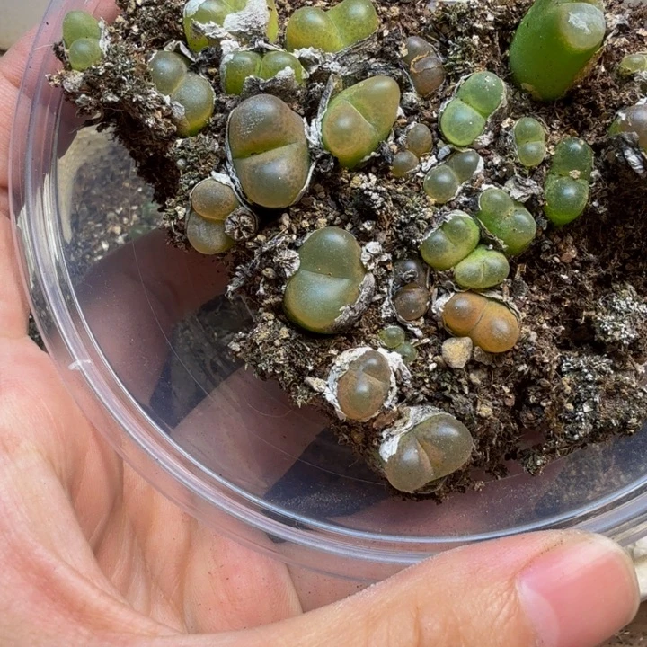 多肉植物的生长发育110