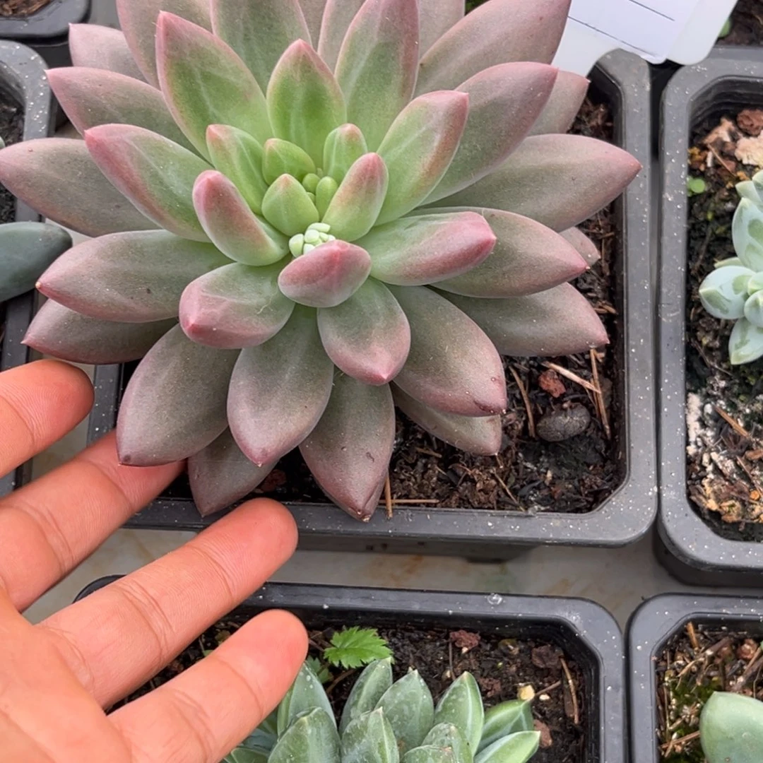 水晶球个体多肉植物785
