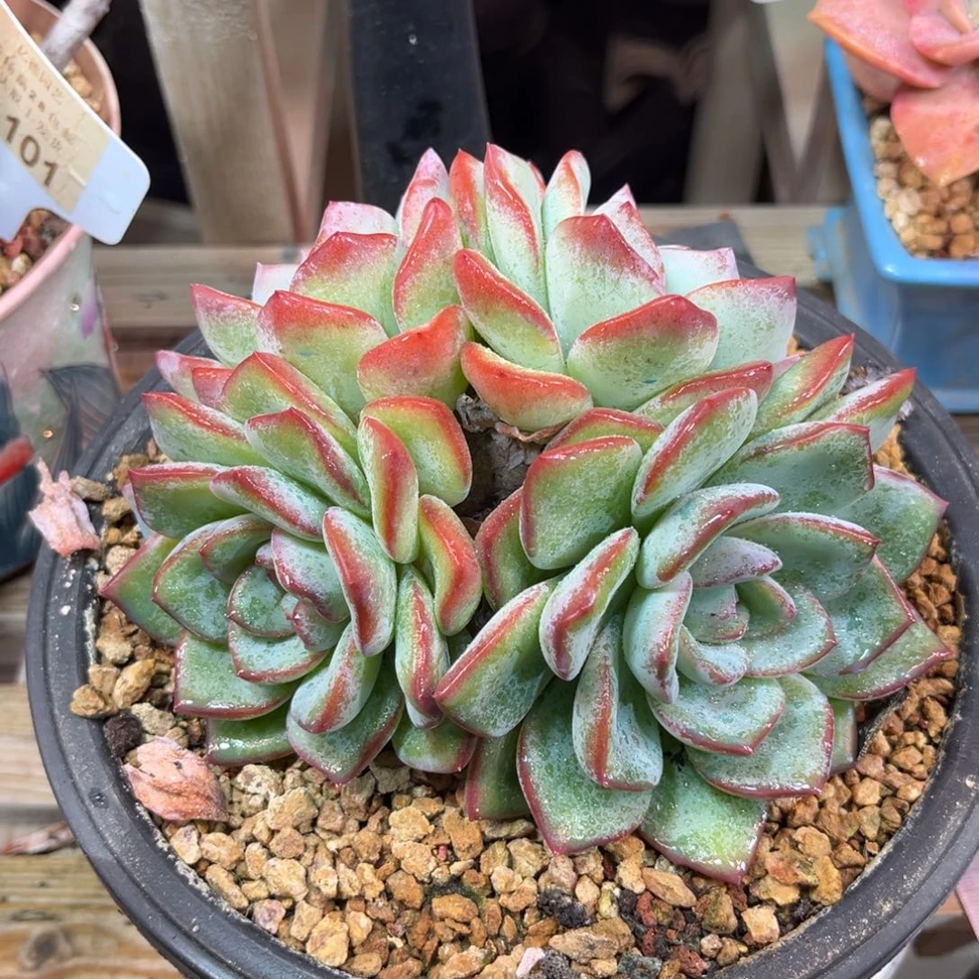 泡芙多肉植物duinvnvnv