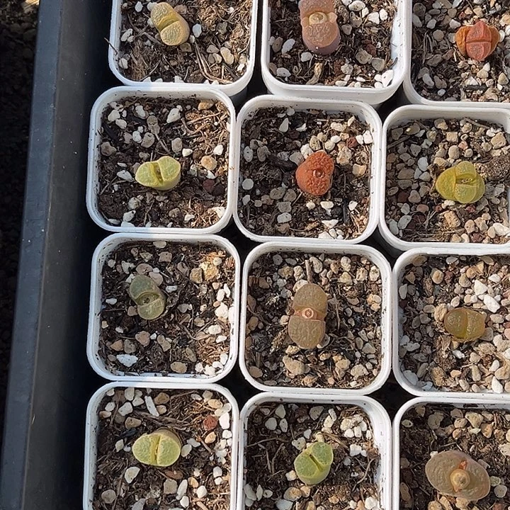 脱土发，满28包邮。风铃12颗197