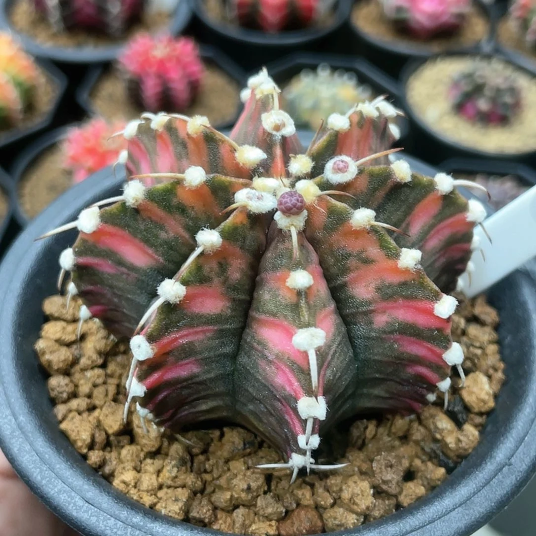 泰系实生根，高绒虎斑肋骨