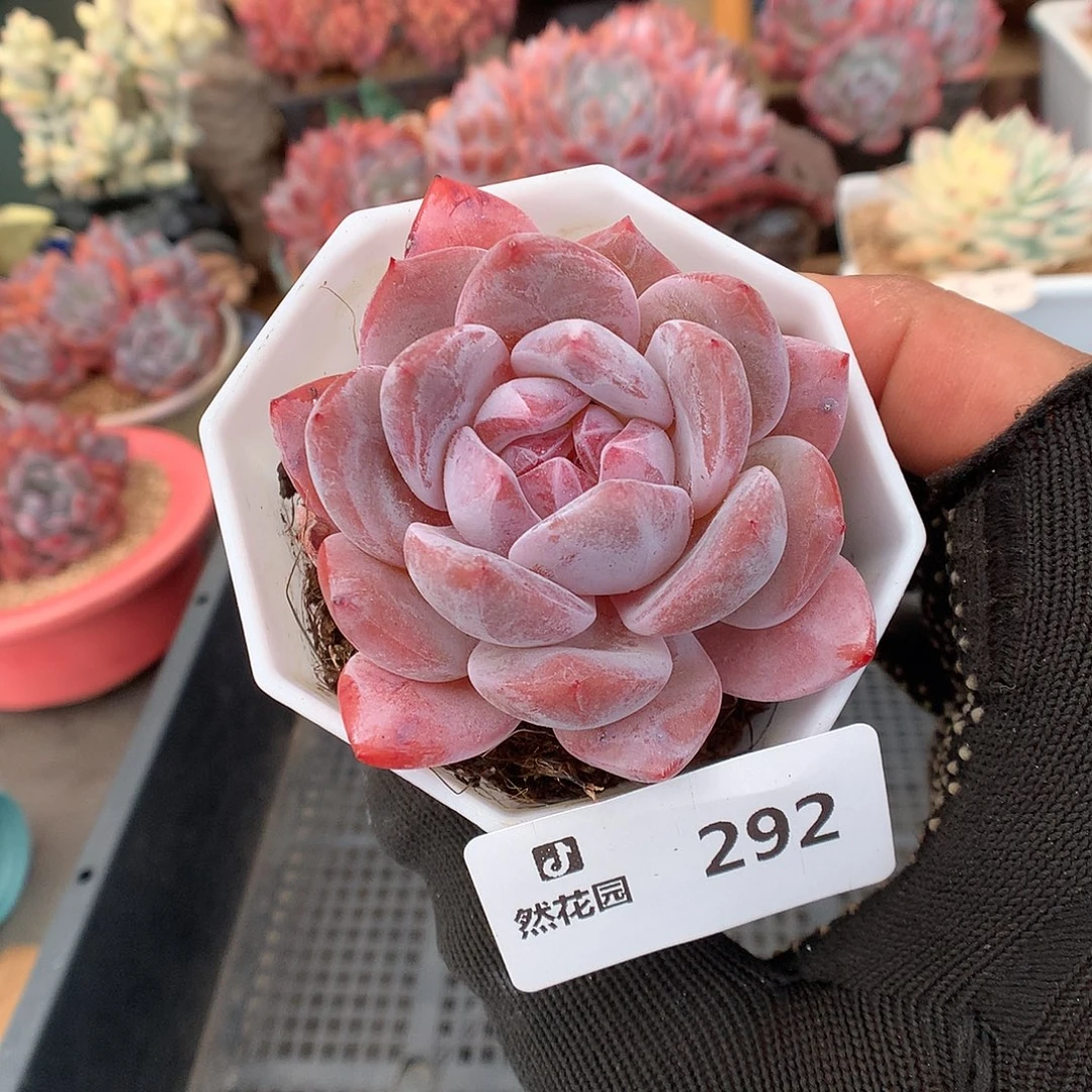 292常星星多肉植物6666