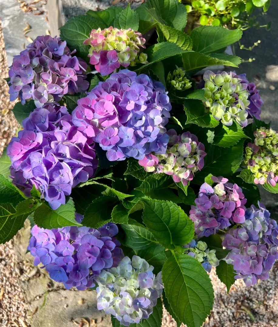 【寻花】【沉香】绣球原盆原土盆栽地栽露天苗