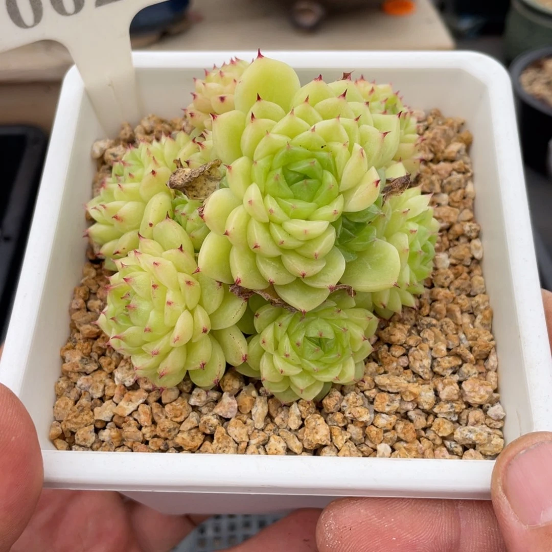 0629麦秆不带盆10厘米