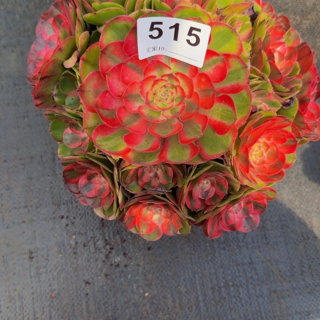 幸***福515多肉植物法师号