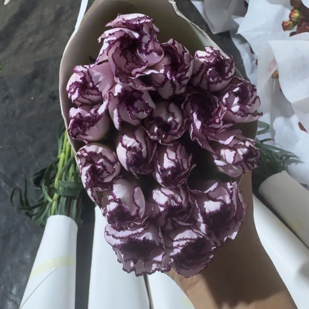 紫精灵3扎包邮秒杀价