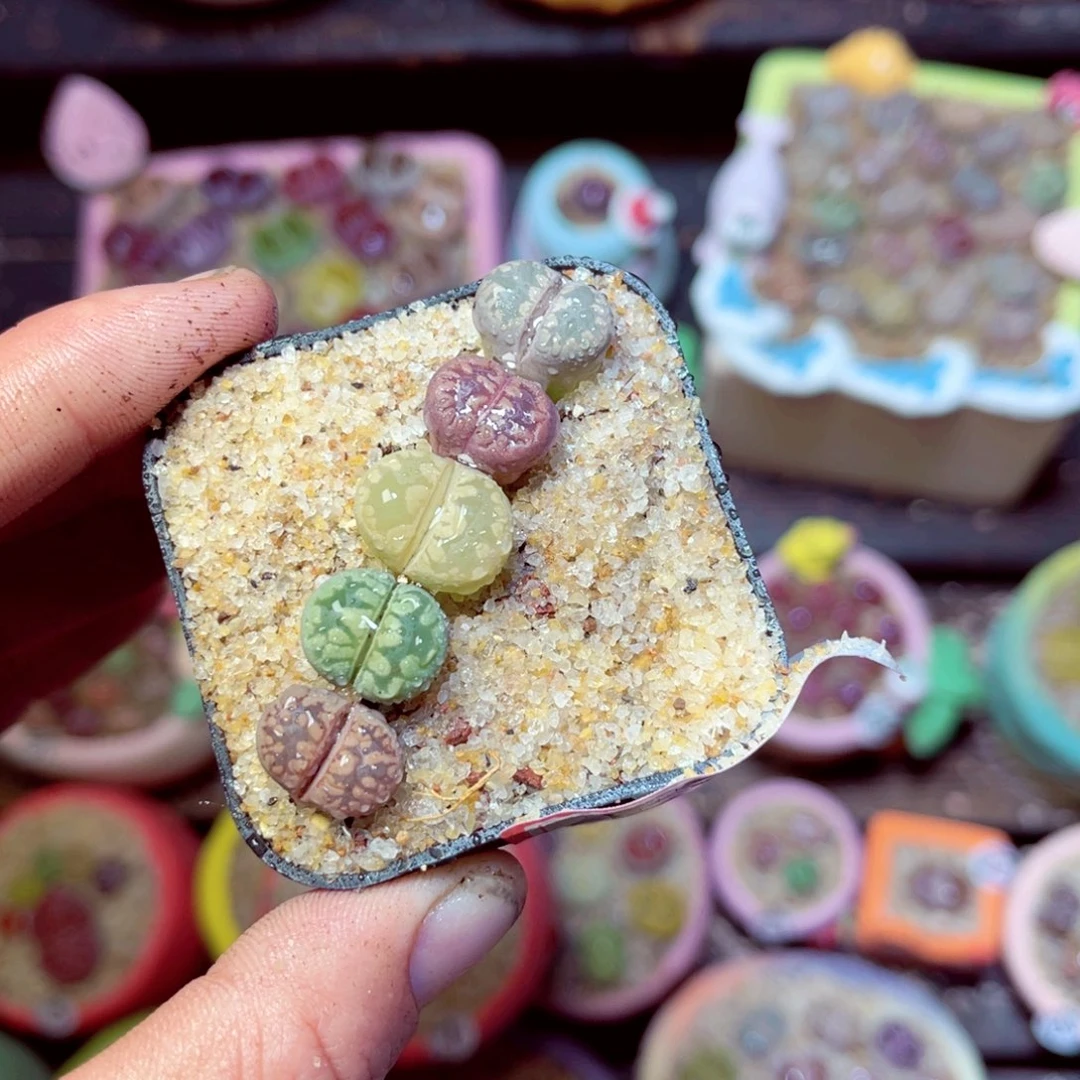 162生石花带盆发1