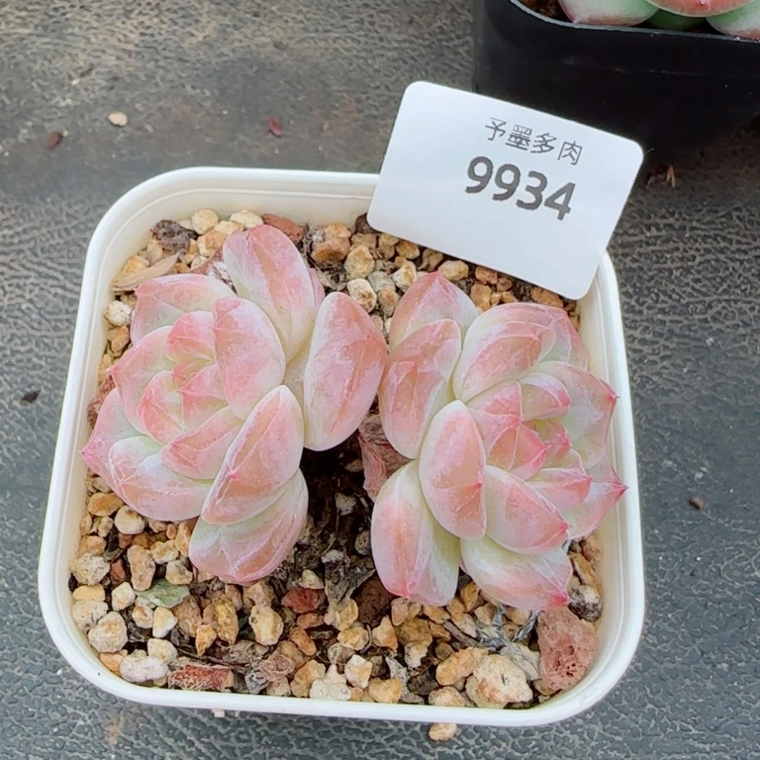 下播福利，9934多肉