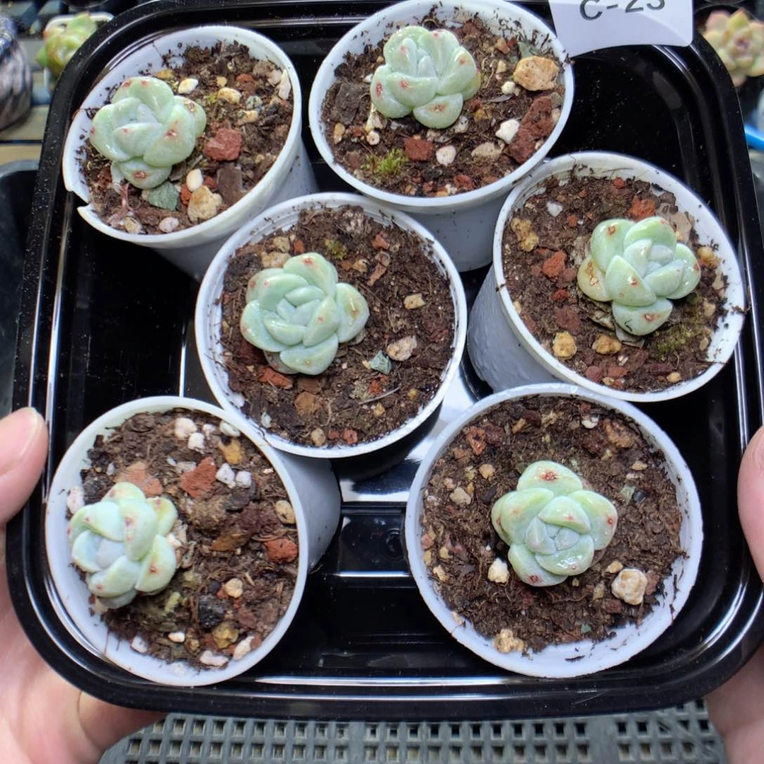 C23量拍一份6颗y y y y y y y y