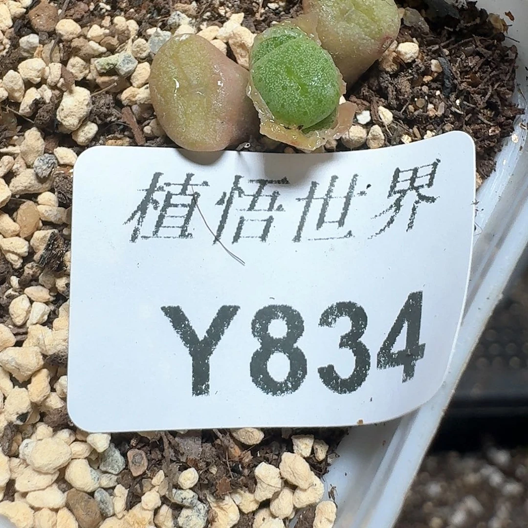 834盒多肉植物哇c c