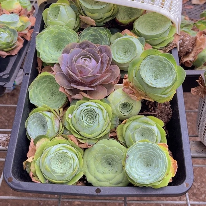 无花朵十八颗玫瑰➕花篮888