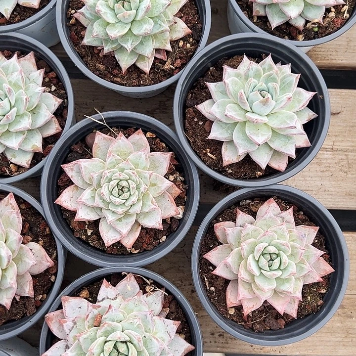 粉蓝鸟     福利多多