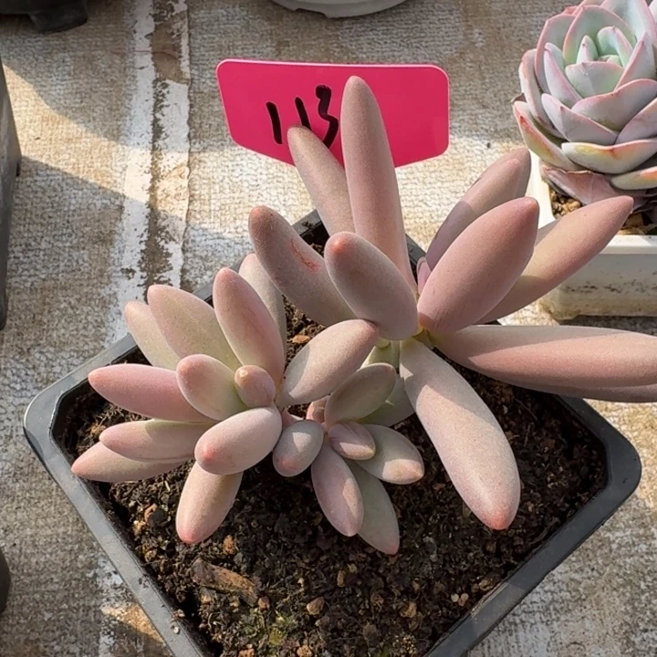 113盐花新号福利价