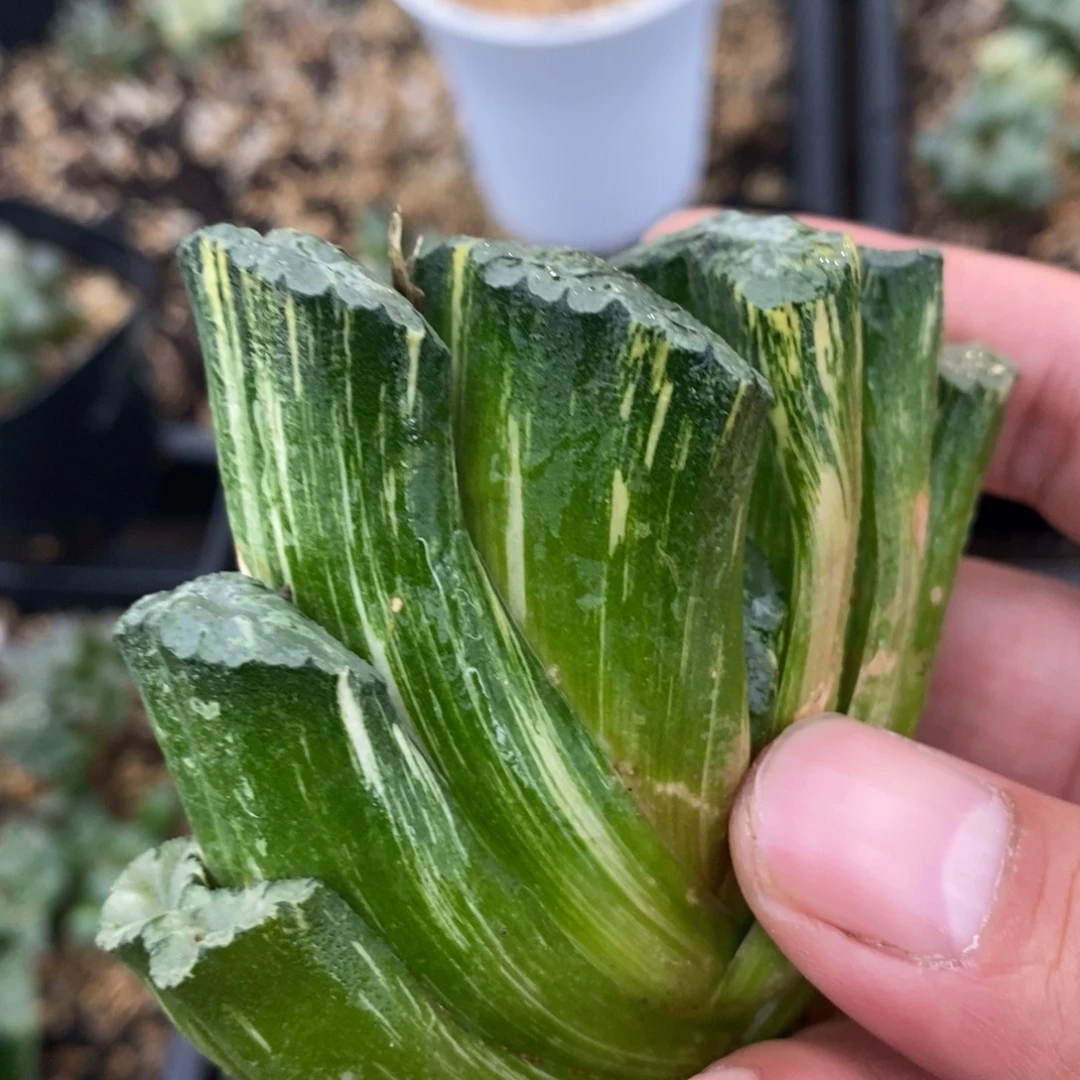 一颗大北斋玉扇锦