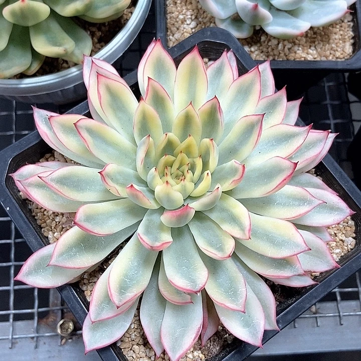 新圣骑兵锦大单头