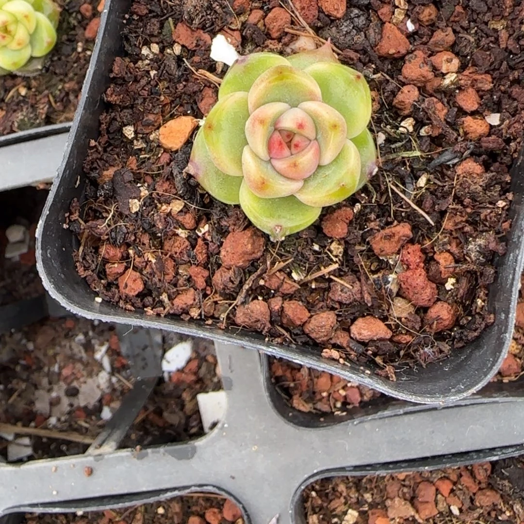 多肉小卡拉米糖心一物一拍