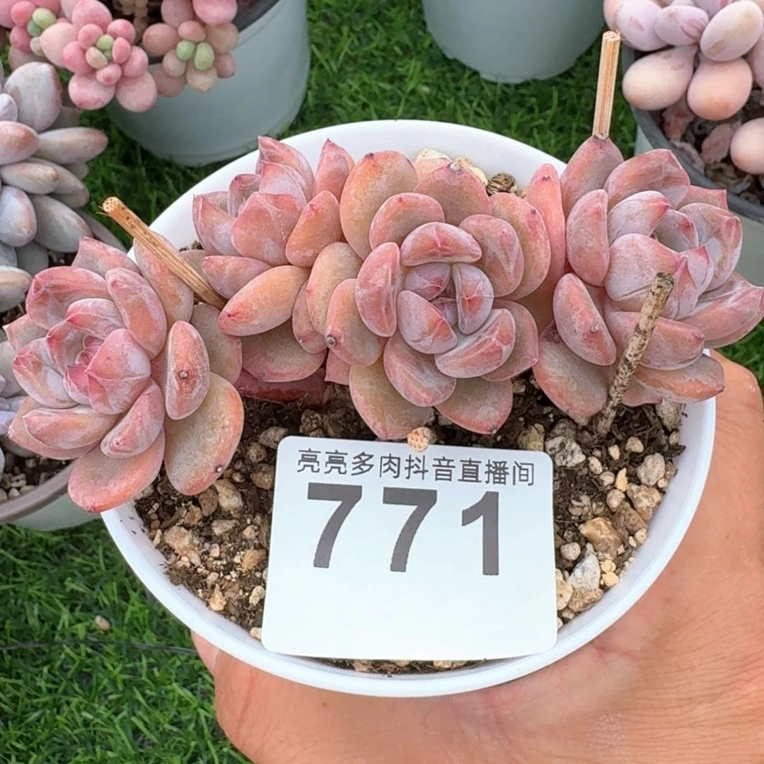 粉星影树桩福利         多肉植物