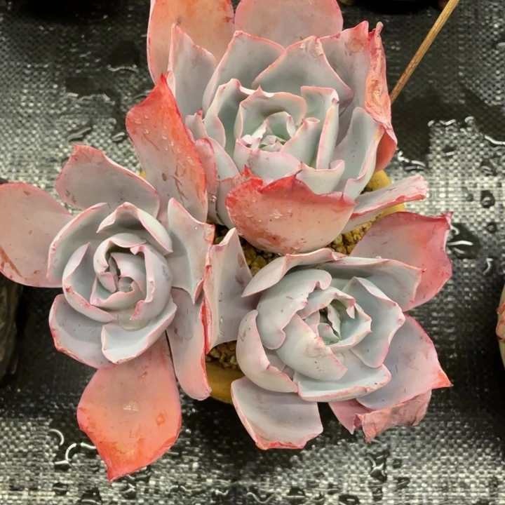 ?***?弥鹿之森一物一图