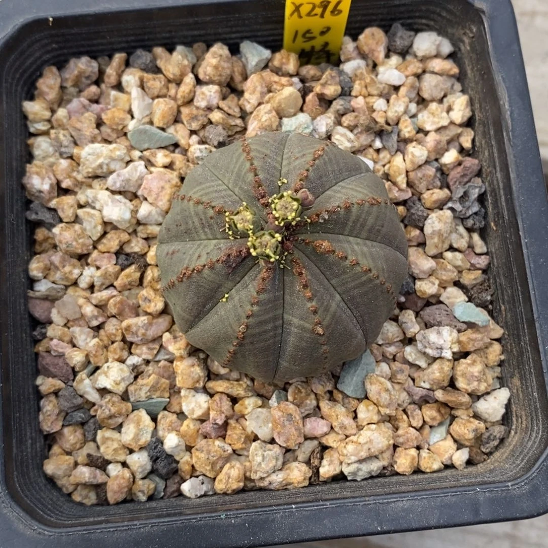 5欧系实生布纹球一物一拍