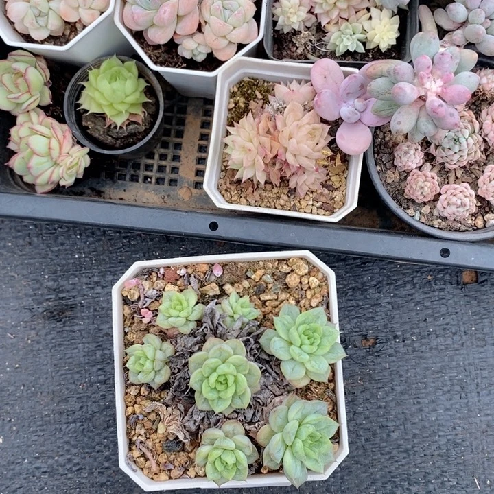 小*圆070多肉多肉多肉多肉