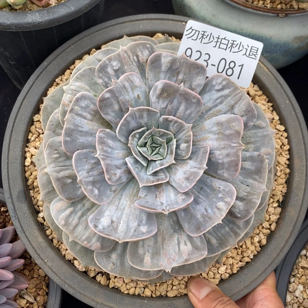 勿秒拍秒退 923-081凯瑟