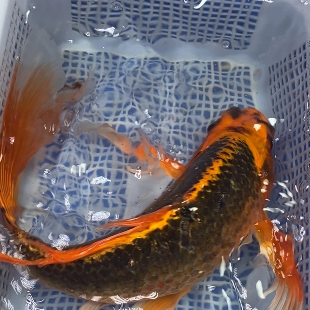 锦鲤冷水锦鲤包邮