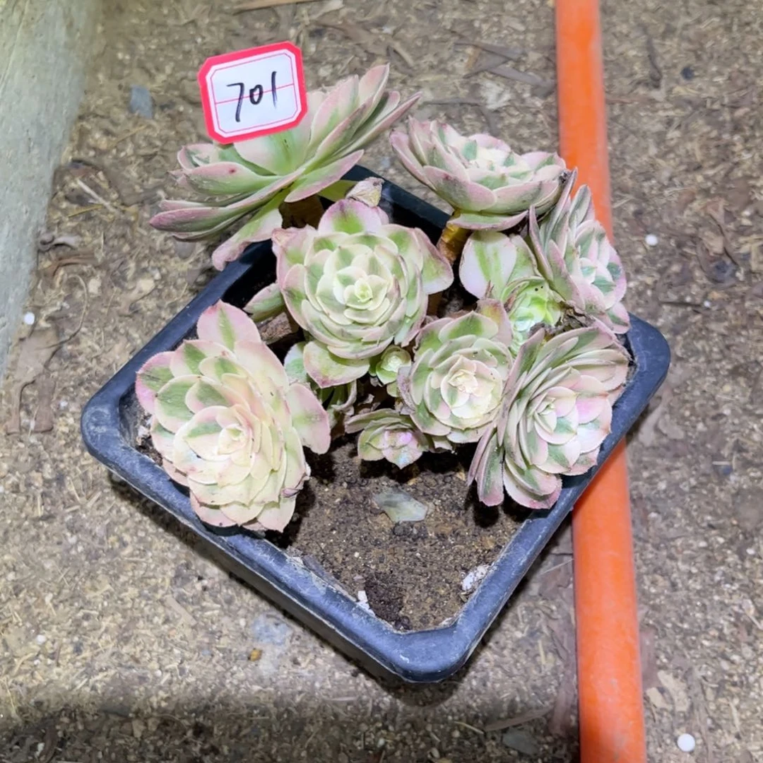 飘***飘701多肉植物荔枝16厘米