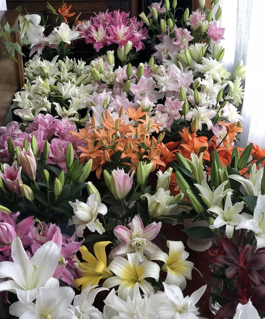 云南基地直发香水百合鲜切花好养耐养花期鲜花长