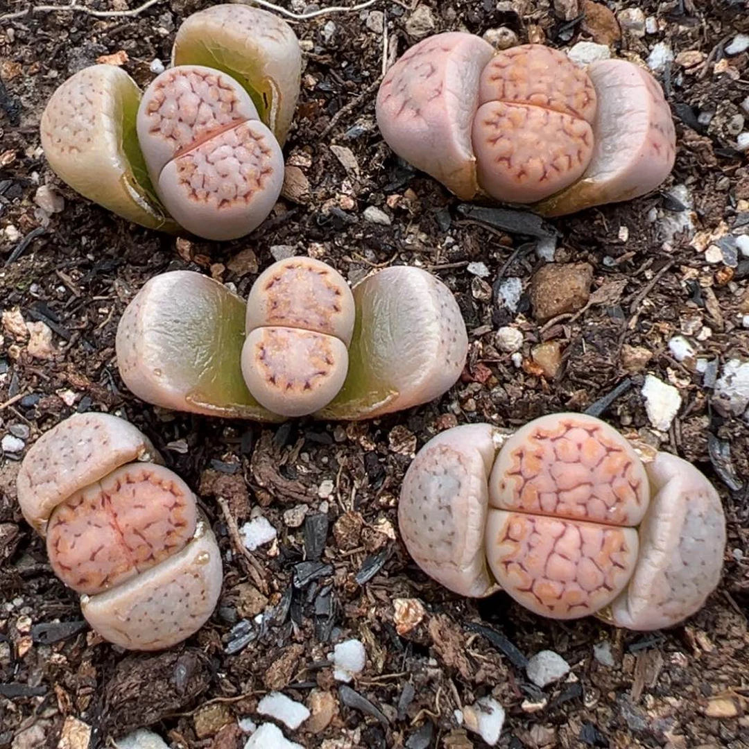 3.3好看的多肉脱土发货420