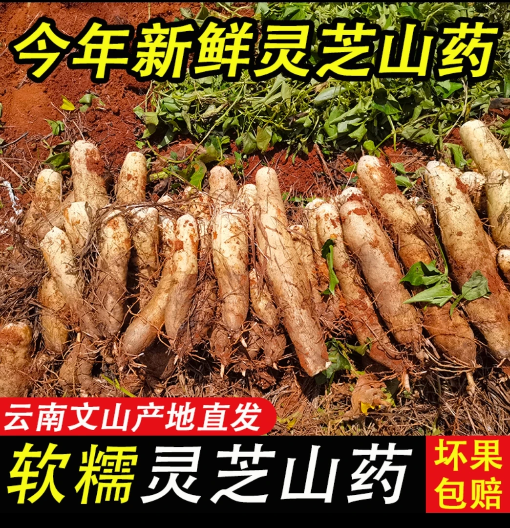 【灵芝山药】云南文山灵芝山药软糯香甜山药排骨汤