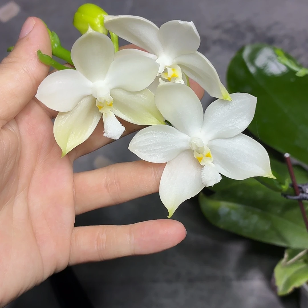当前无花朵，栽培后可花朵A2172yss1141四花剑