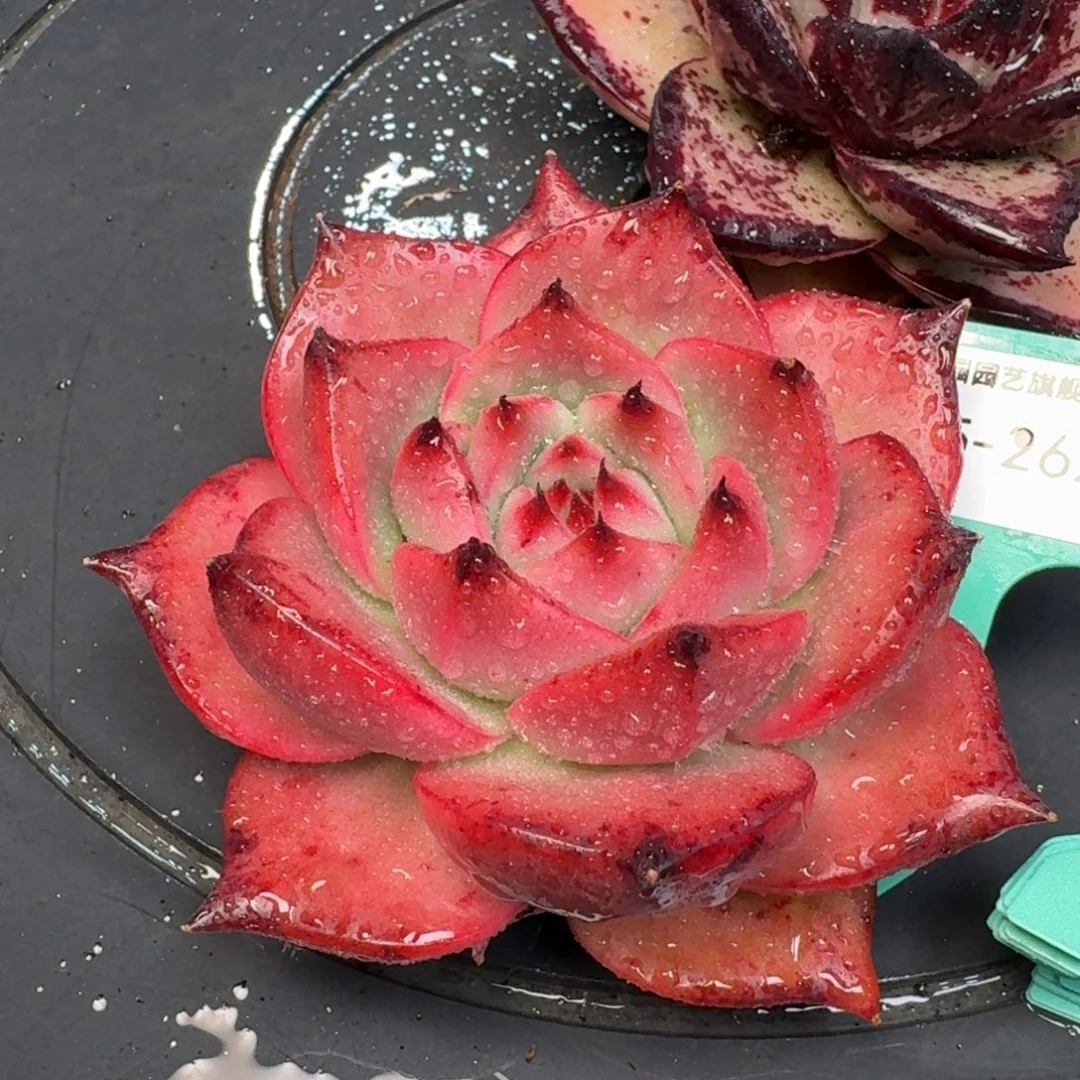 从前慢多肉精选编号1215.262