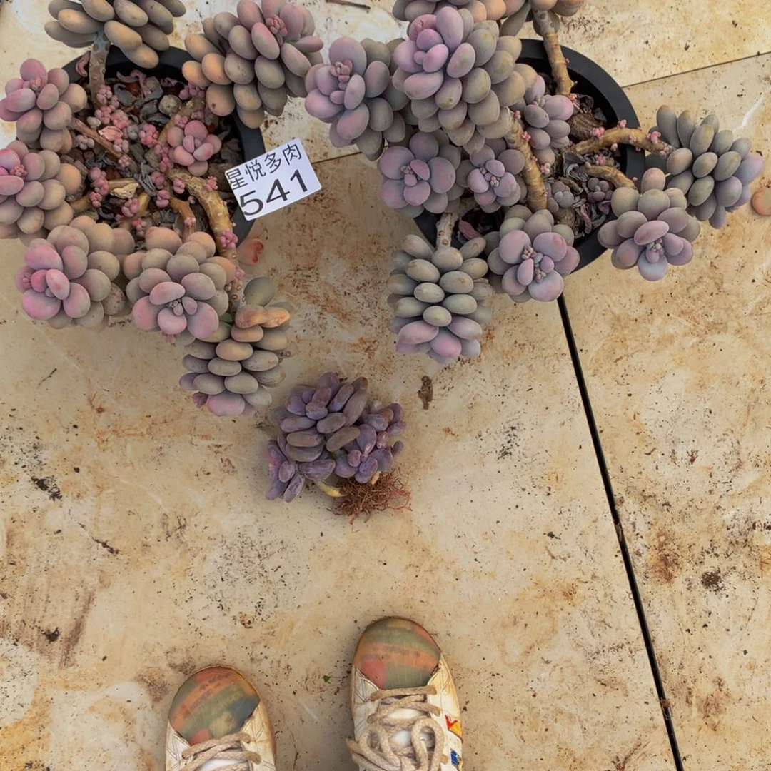 叮*星悅多肉 大桃蛋541