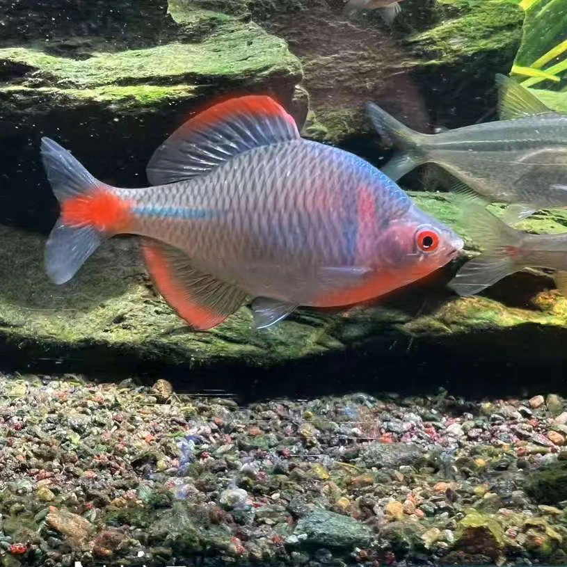 一盘一拍七彩高体鳑鲏鱼